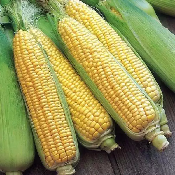 Maize Corn