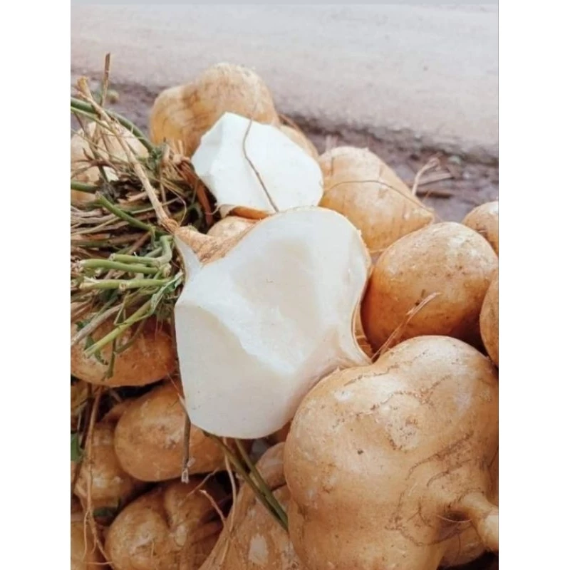 Cassava